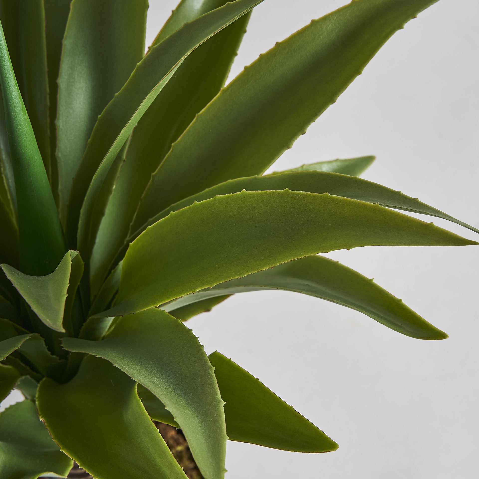 YUCCA PLANT